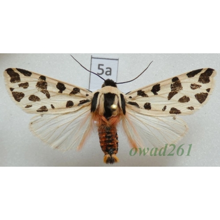 Cymbalophora pudica (Esper, 1785) ex. larva Croatia5a